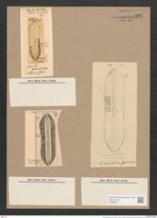 Navicula gemmata Grev. (de-Toni-Nr.: Genus 1, Species 198) Zeichnungen Sammlung Grunow Nr. 502 (NHMW-BOT-W0366846)
